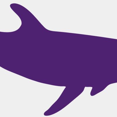Dolphins Thumbnail